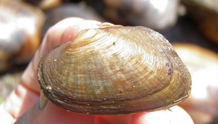 Slippershell mussel
