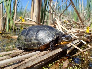Blanding's Turtle on fallen cattails
