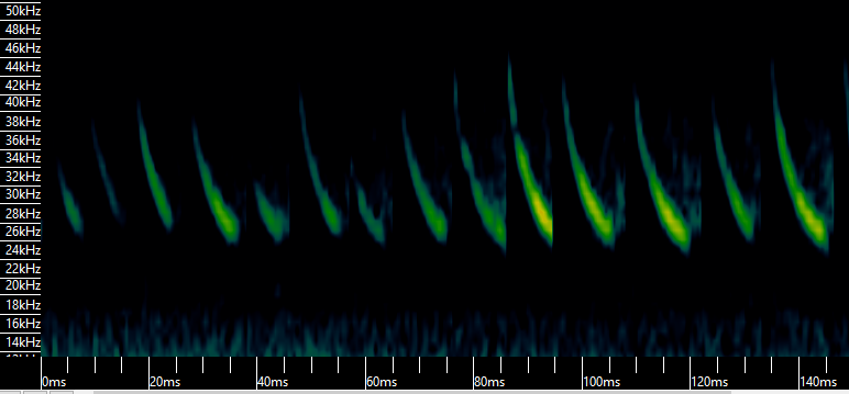 sonogram of call from a bat