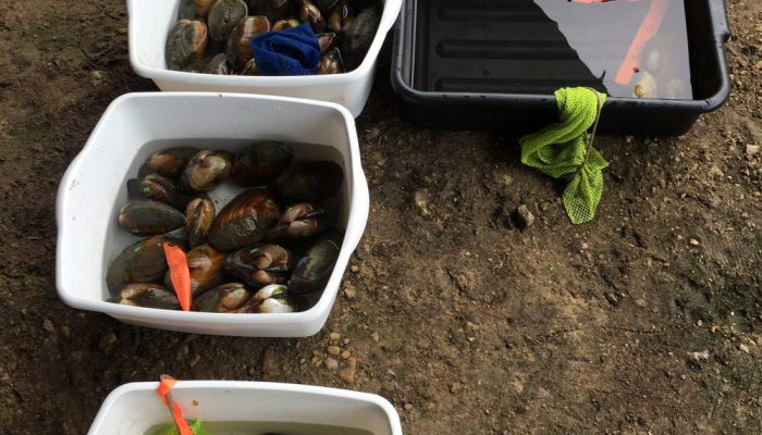 mussels in bins of water to be measured