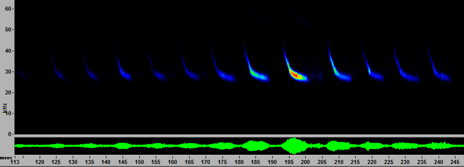 sonogram of call from a bat