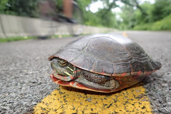 Painted turtle on road alongside carp barrier