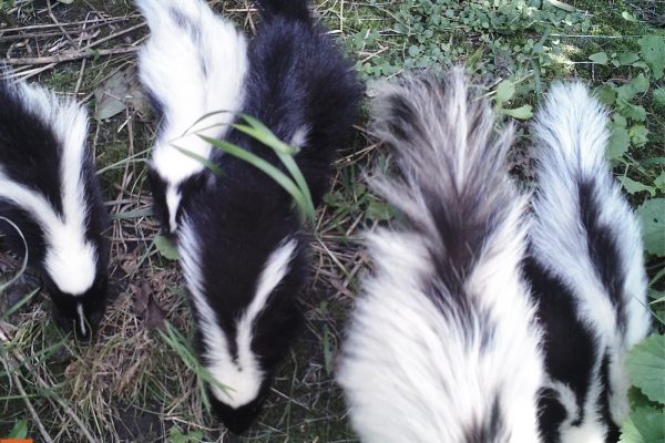 skunks caught on trail cam along carp barrier
