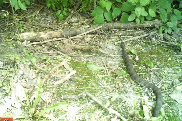 Northern Watersnake caught on trail cam at carp barrier gate