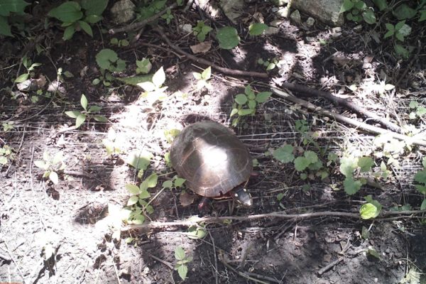 Painted turtle caught on trail cam at carp barrier gate