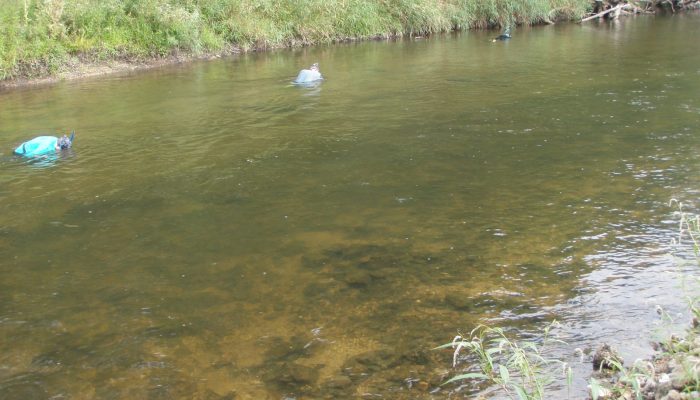 people snorkeling in river to find mussels