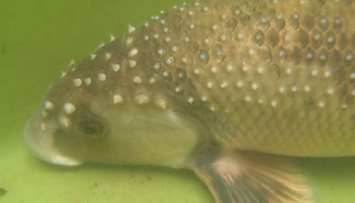 Central stoneroller fish