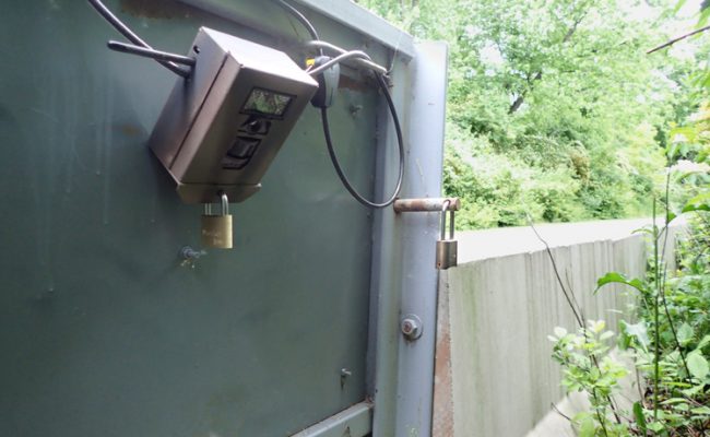 Trailcam attached to gate in carp barrier