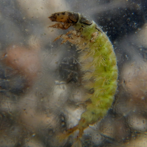 caddisfly larva in water