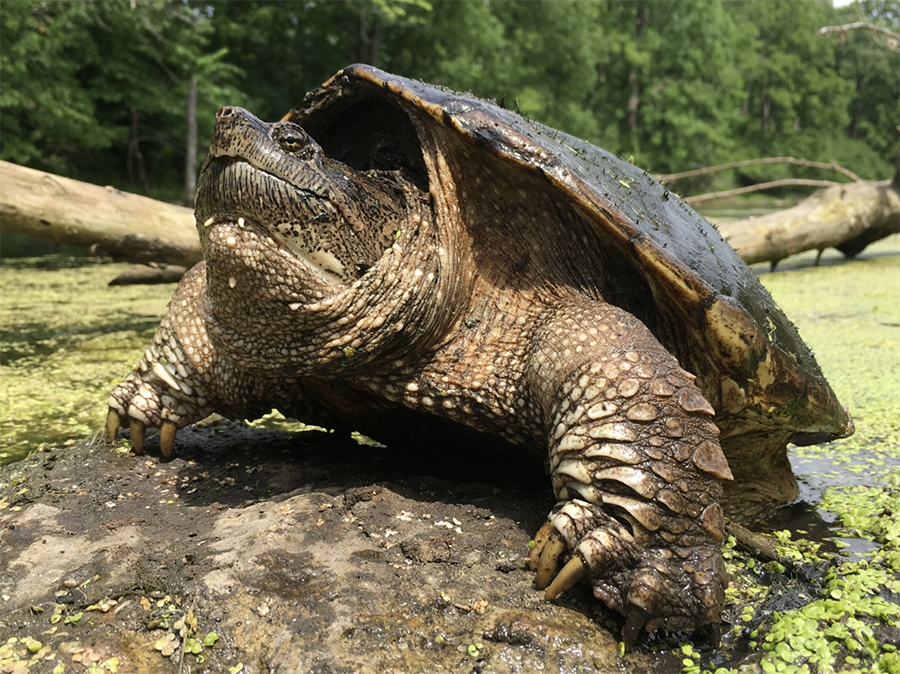 snapping turtle Photo by Jason P. Ross