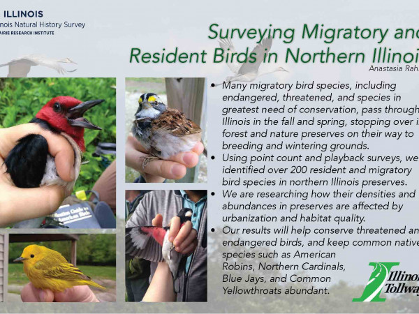 Summary of migratory birds