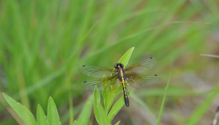 Dot-tailed Whiteface Dragonfly