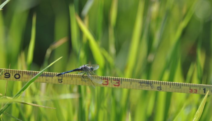 Blue dasher dragonfly on measuring tape