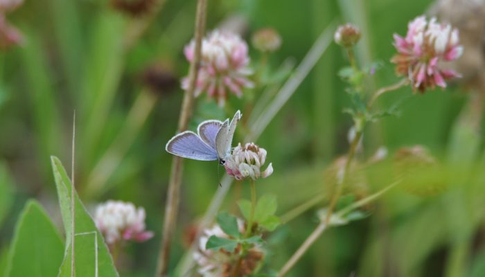 Eastern Tailed Blue butterfly on flower