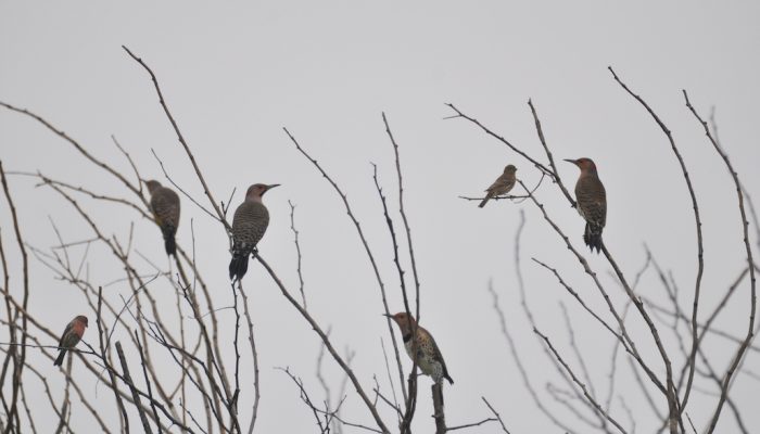 6 Flicker woodpeckers in bush