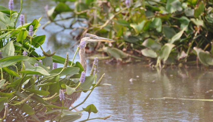 Great Blue Heron in Arroweed plants
