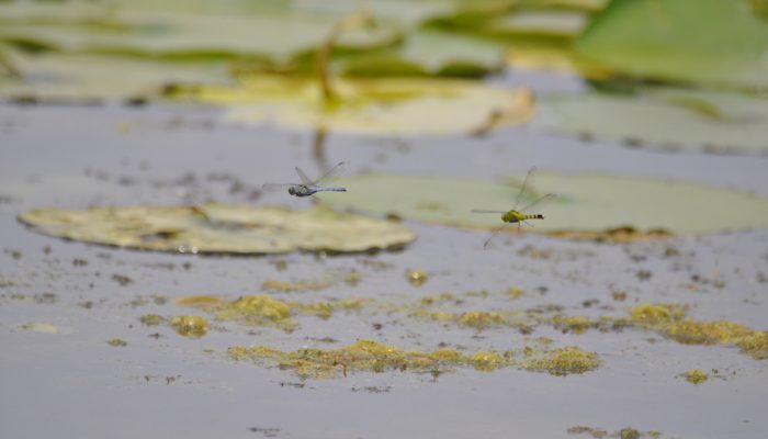 Eastern Pondhawk dragonflies