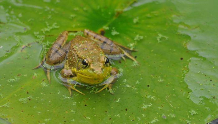 Green Frog on lily pad