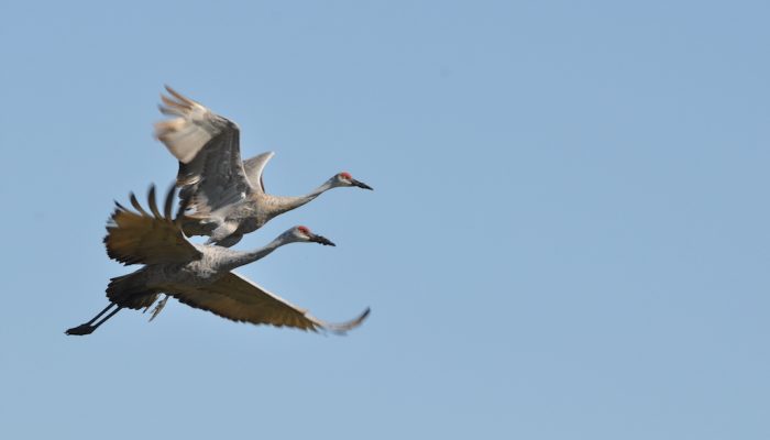 Sandhill Cranes flying over pond