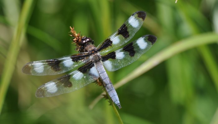 Twelve-spotted Skimmer dragonfly